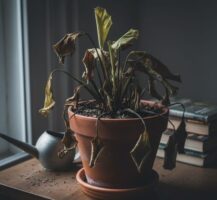 Você já perdeu alguma planta por erro no cuidado?