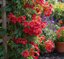 Você quer cultivar uma planta que atrai beija-flores para o seu jardim?