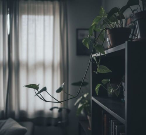 jibóia (Epipremnum pinnatum) está crescendo menos por falta de luz