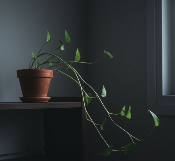 jibóia (Epipremnum pinnatum) precisa ser podada