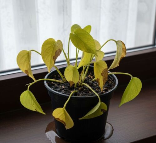 regando sua jibóia (Epipremnum pinnatum) na frequência correta